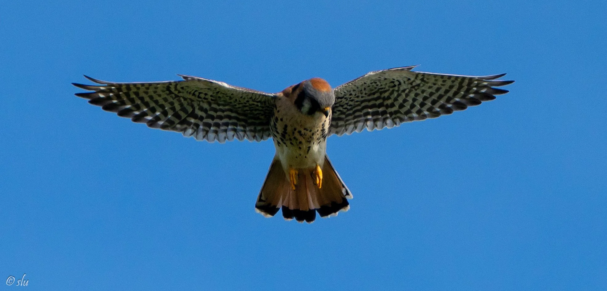 American Kestrel — Mendocino Coast Audubon